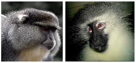 darwin primate group, samango monkey, vervet monkey